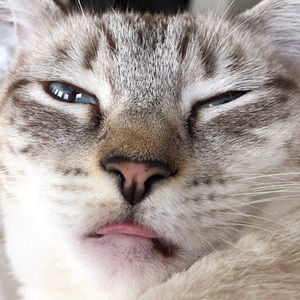 Meet your Posher, Kittaze